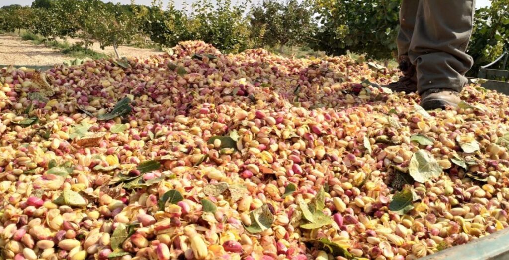 Cooperativas prevé una cosecha inferior de pistacho pese a entrar en producción 2.258 hectáreas nuevas