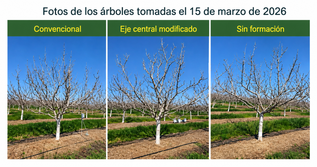 Pistacheros con formación convencional, eje central modificado y sin formación en un ensayo de California