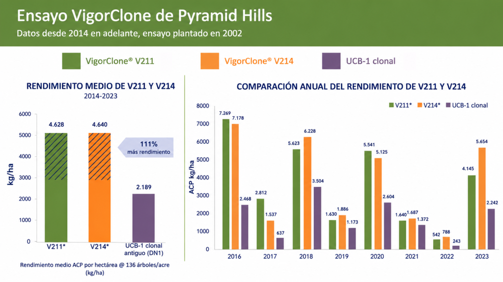 Producción de los patrones V211 y V214 frente a UCB-1 clonal en el ensayo de Pyramid Hills