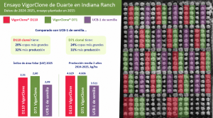 Comparación de D110, D71 y UCB-1 de semilla en el ensayo de pistacho de Indiana Ranch