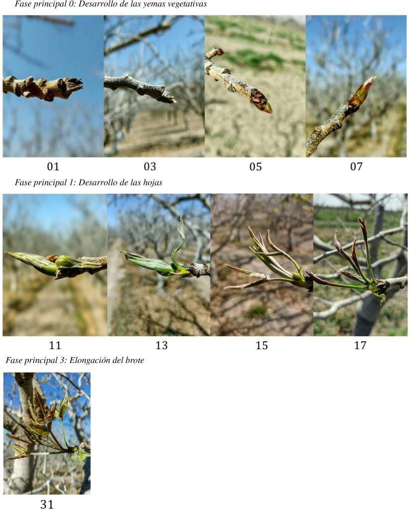 Estados BBCH del desarrollo de las yemas vegetativas, la expansión foliar y el inicio de la elongación del brote.Fuente: Sánchez Cañete, Ruiz y Trentacoste (2026), figura 1, primera parte. 