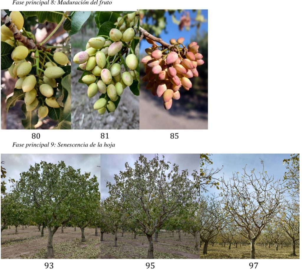 Estados BBCH correspondientes a la maduración del fruto y la senescencia foliar del pistachero.Fuente: Sánchez Cañete, Ruiz y Trentacoste (2026), figura 1, tercera parte 