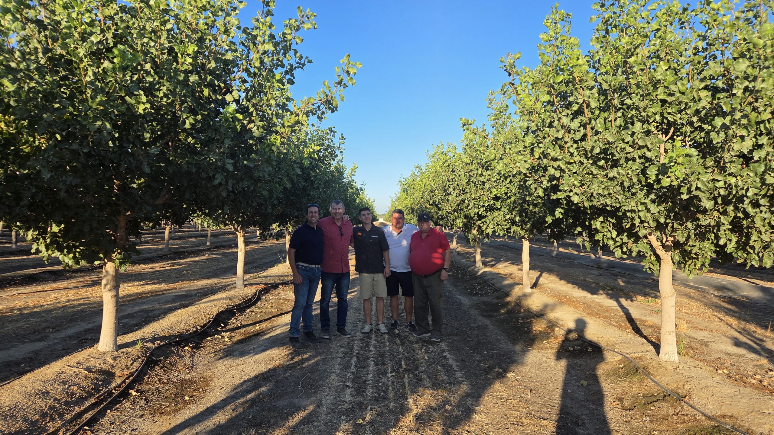 Plantación de pistacho en California