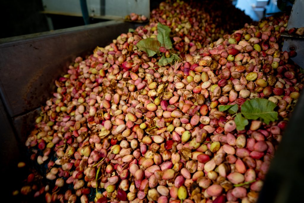 Pistacho recién llegado a la línea de procesado de SABA Pistachios