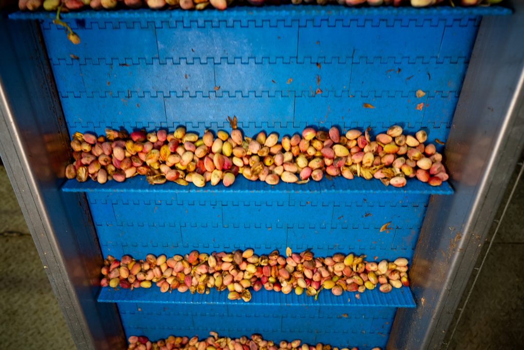 Pistacho avanzando por la línea de procesado de SABA Pistachios