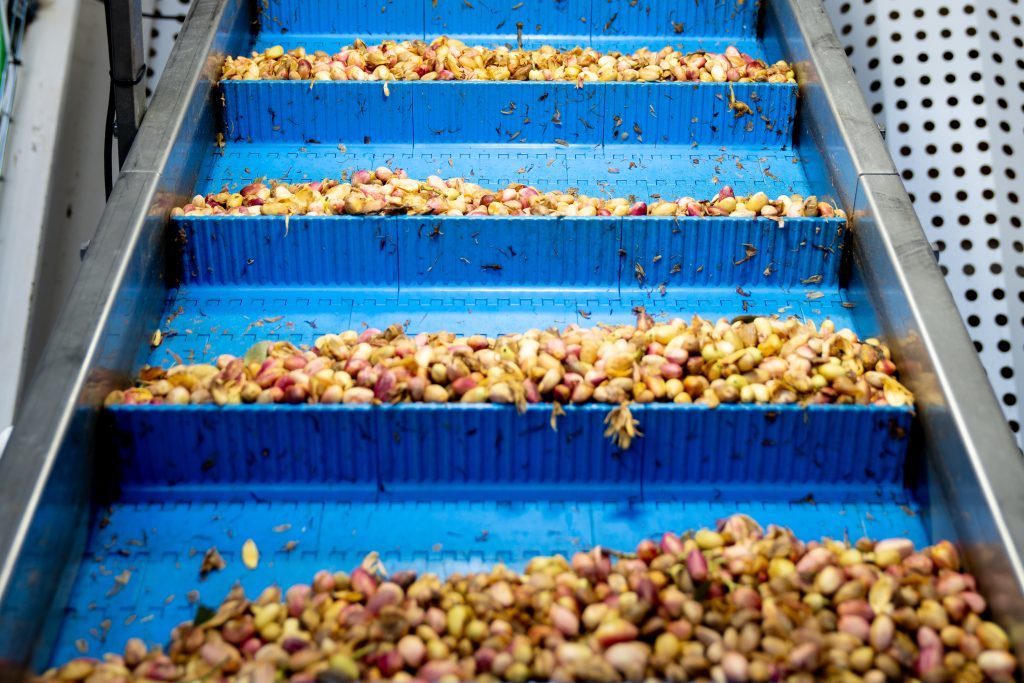 Pistachos avanzando por una línea de procesado de Agróptimum