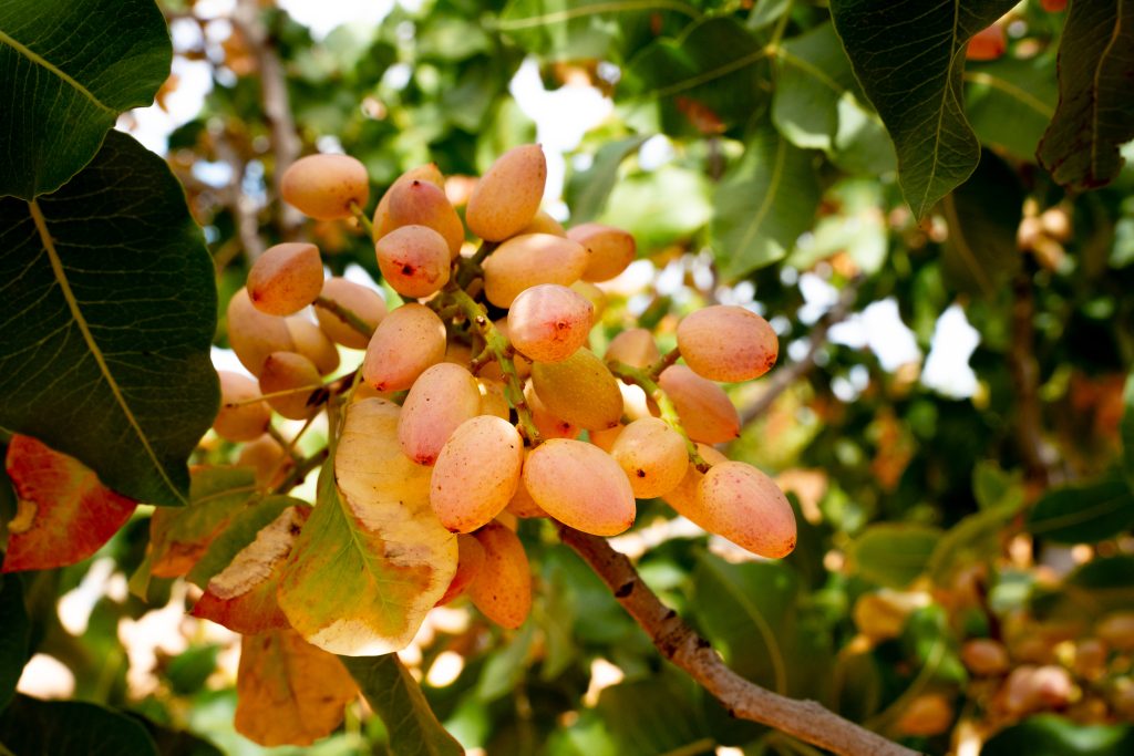 Pistachos en el árbol antes de la recolección y procesado en SABA Pistachios