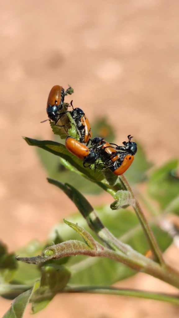 Agregación de adultos de Labidostomis lusitanica sobre tejido vegetal.