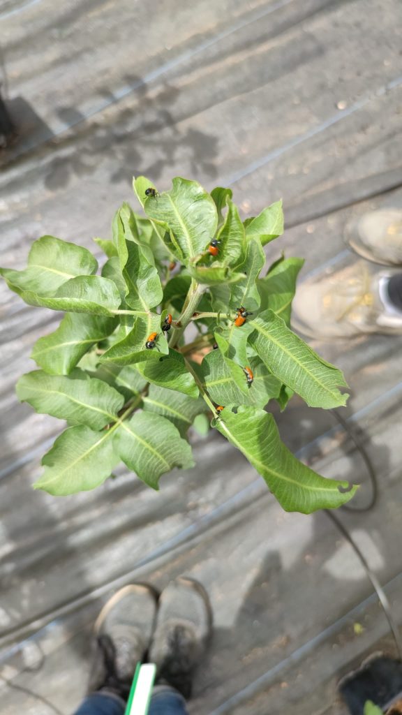 Ensayo de semicampo con Labidostomis lusitanica en pistacho