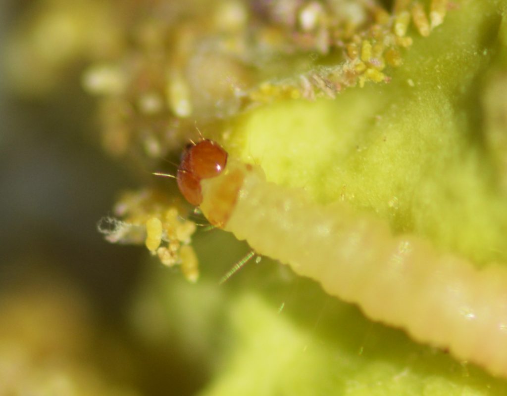 Larva detectada en un pistacho durante una revisión de producto. Identificar correctamente la especie ayuda a determinar el origen del problema.