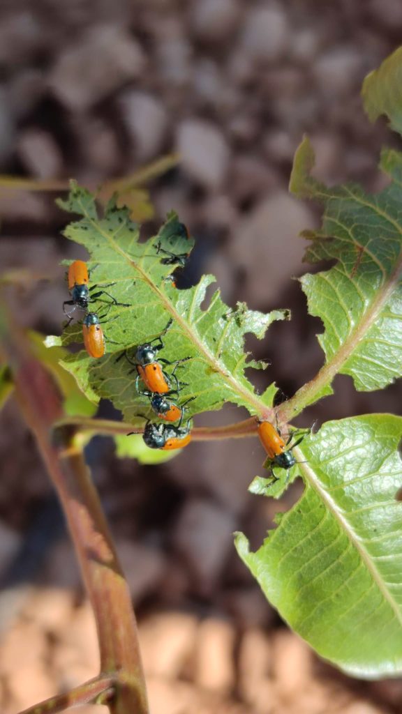 Clitra alimentándose de hojas de pistacho