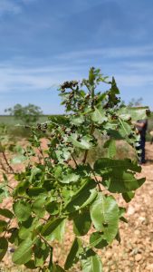 Clitra en pistacho (Labidostomis lusitanica) sobre un árbol joven