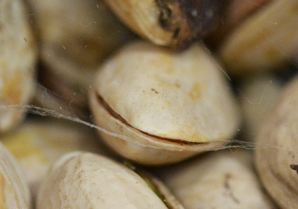 Sedas producidas por larvas entre pistachos almacenados, una de las señales visibles de posible infestación. Foto: Sara Rodrigo Gómez.